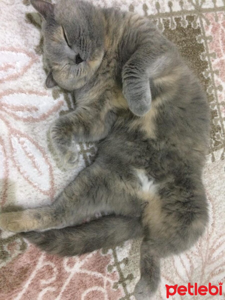 British Shorthair, Kedi  TÜRKAN fotoğrafı