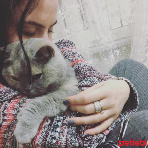 British Shorthair, Kedi  TÜRKAN fotoğrafı