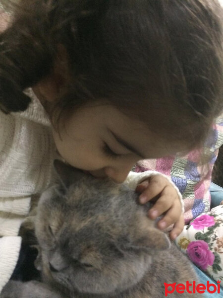 British Shorthair, Kedi  TÜRKAN fotoğrafı