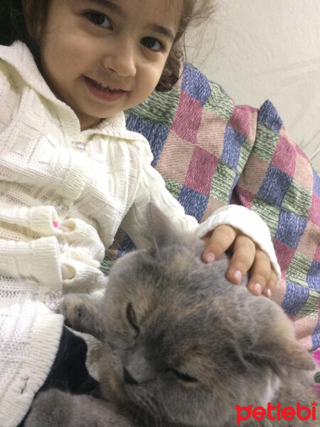 British Shorthair, Kedi  TÜRKAN fotoğrafı