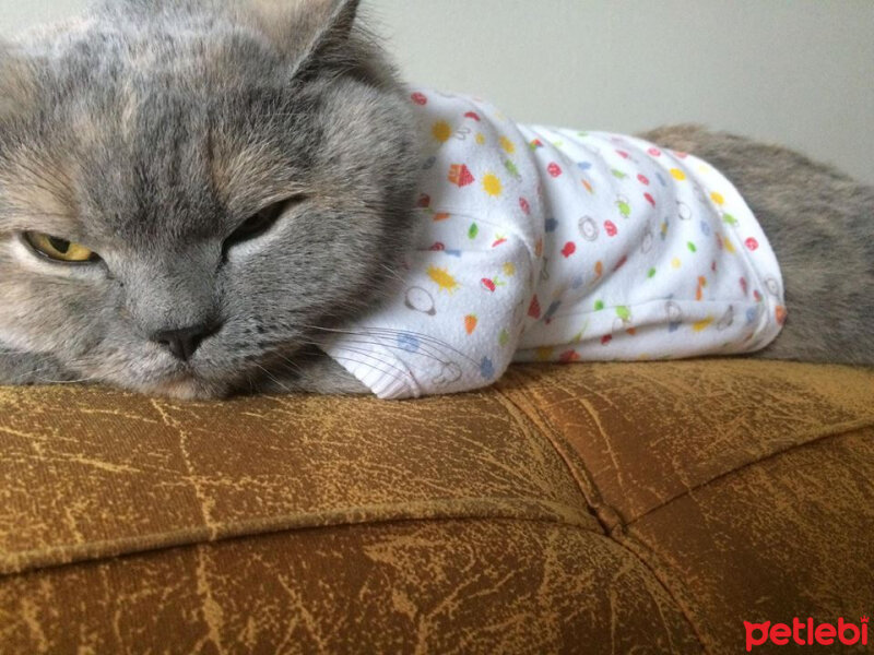 British Shorthair, Kedi  TÜRKAN fotoğrafı