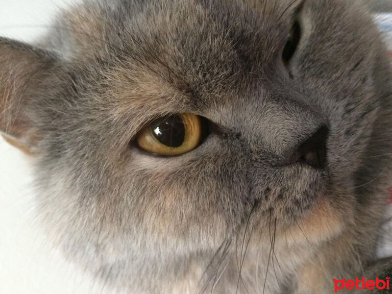 British Shorthair, Kedi  TÜRKAN fotoğrafı