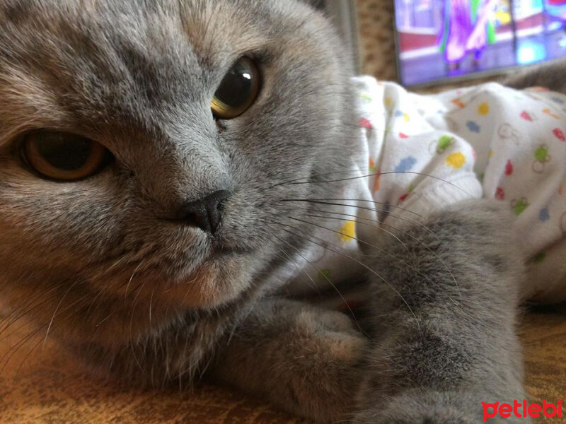 British Shorthair, Kedi  TÜRKAN fotoğrafı