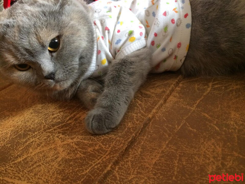 British Shorthair, Kedi  TÜRKAN fotoğrafı