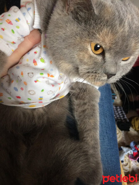 British Shorthair, Kedi  TÜRKAN fotoğrafı