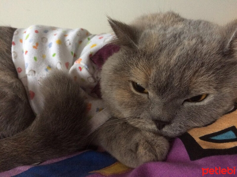 British Shorthair, Kedi  TÜRKAN fotoğrafı