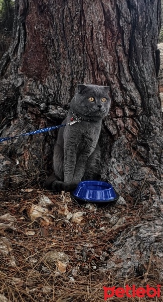 Scottish Fold, Kedi  Behlül fotoğrafı