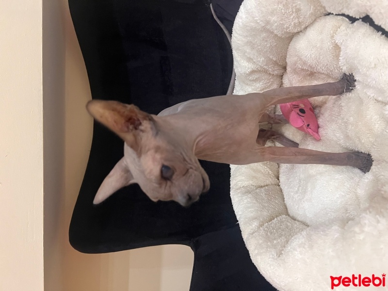 Sphynx, Kedi  Lila fotoğrafı