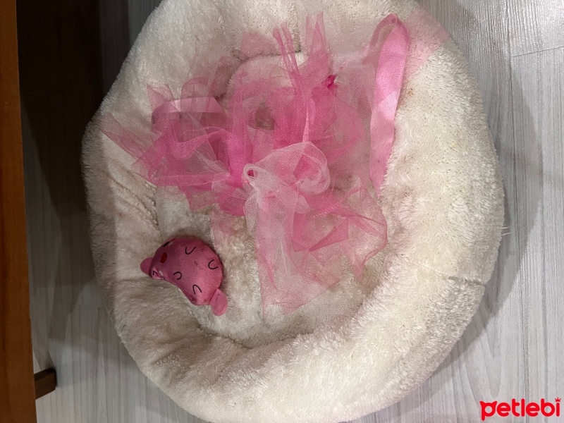 Sphynx, Kedi  Lila fotoğrafı