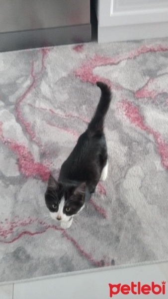 Tekir Kedi, Kedi  Pati fotoğrafı
