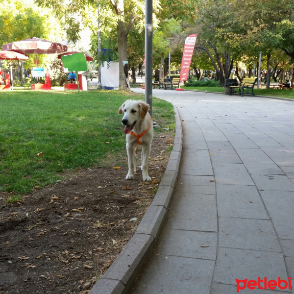Golden Retriever, Köpek  Ayaz fotoğrafı