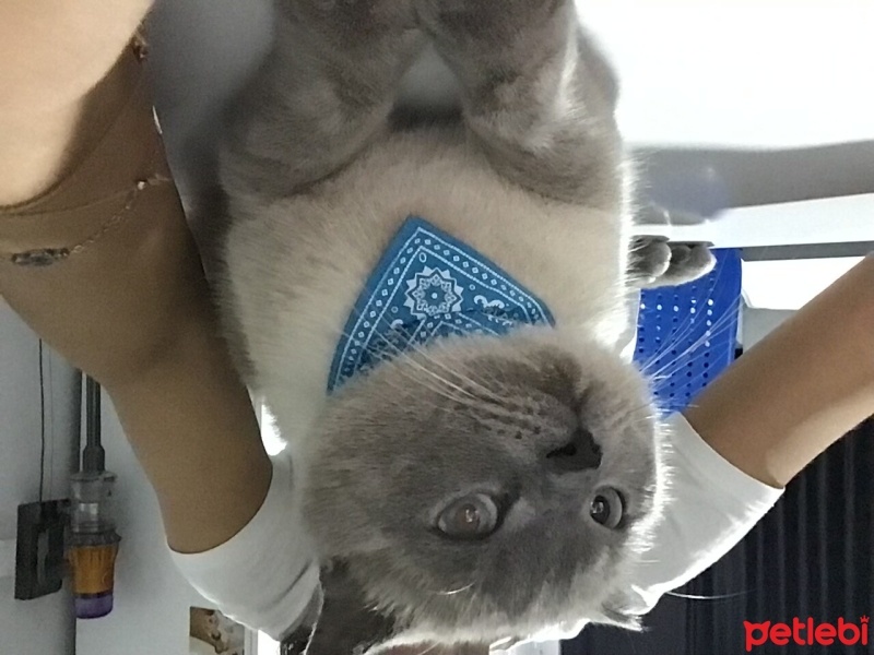 British Shorthair, Kedi  Şans Nuri fotoğrafı