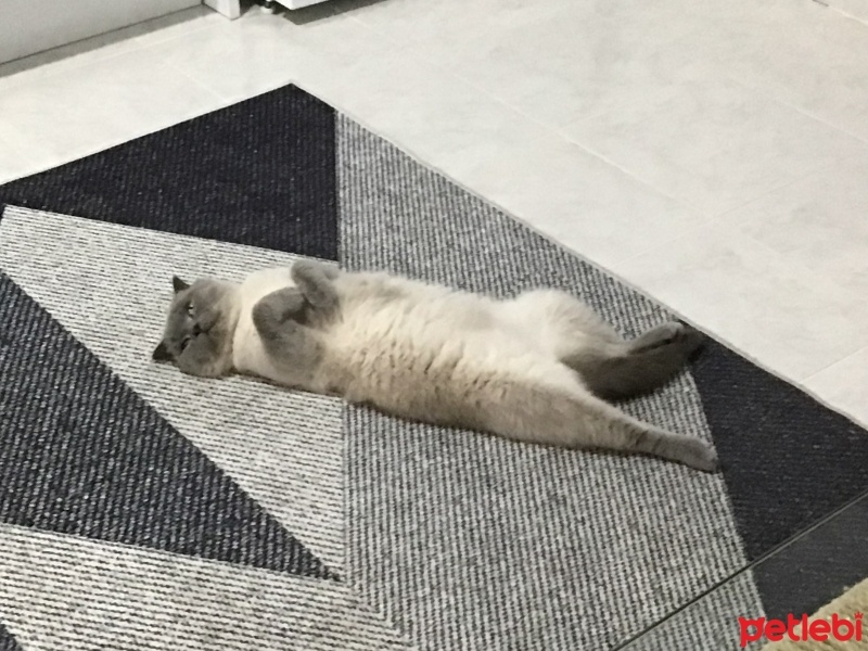 British Shorthair, Kedi  Şans Nuri fotoğrafı