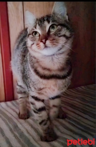 British Longhair, Kedi  Maya fotoğrafı