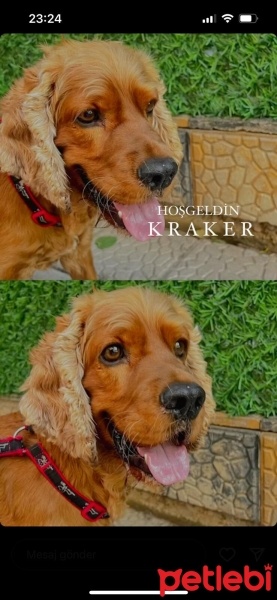 Amerikan Cocker Spaniel, Köpek  Kraker fotoğrafı