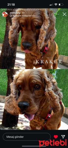 Amerikan Cocker Spaniel, Köpek  Kraker fotoğrafı