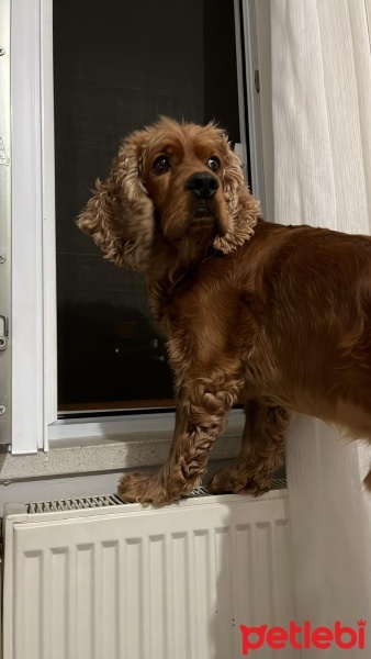 Amerikan Cocker Spaniel, Köpek  Kraker fotoğrafı