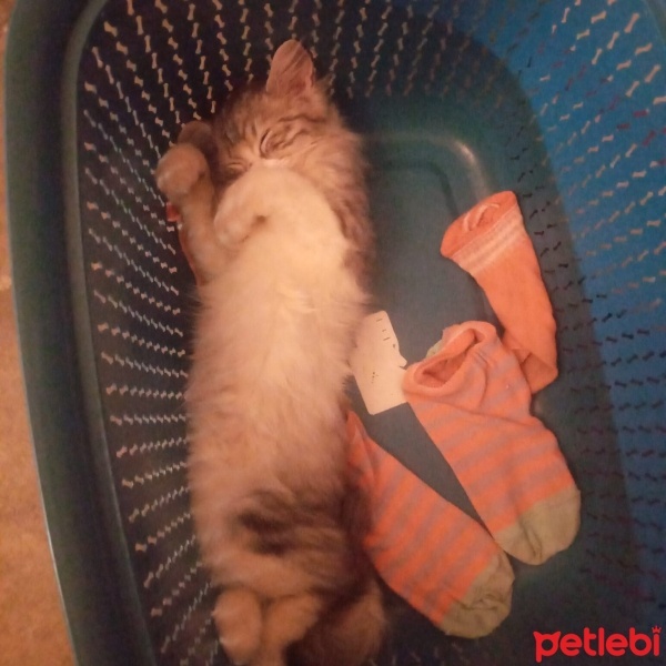 Scottish Fold, Kedi  Süslü fotoğrafı