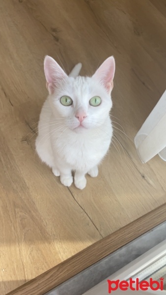 Tekir Kedi, Kedi  Yumak fotoğrafı