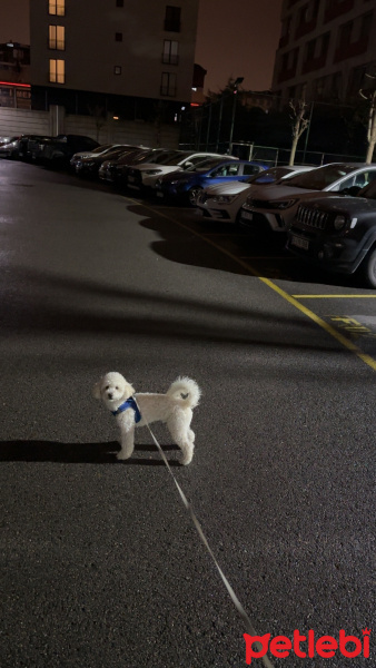 Poodle (Minyatür Kaniş), Köpek  Köpük fotoğrafı