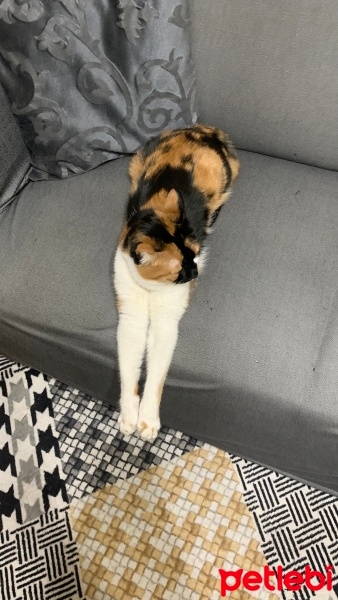 Tekir Kedi, Kedi  Tarçın fotoğrafı