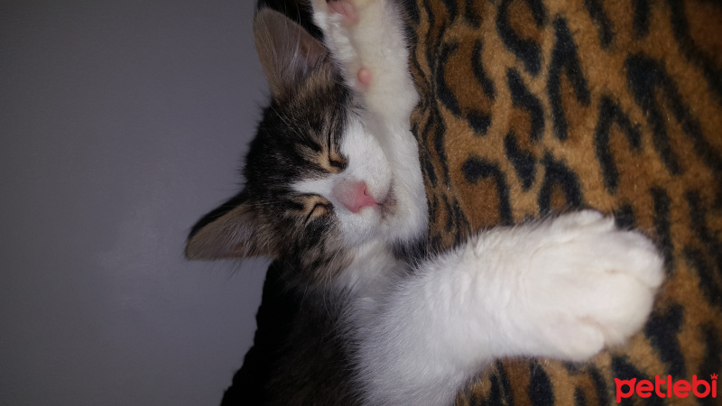 Tekir Kedi, Kedi  livy fotoğrafı