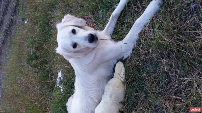 Golden Retriever, Köpek  Venüs fotoğrafı