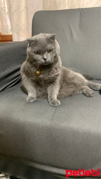 Scottish Fold, Kedi  Ateş fotoğrafı