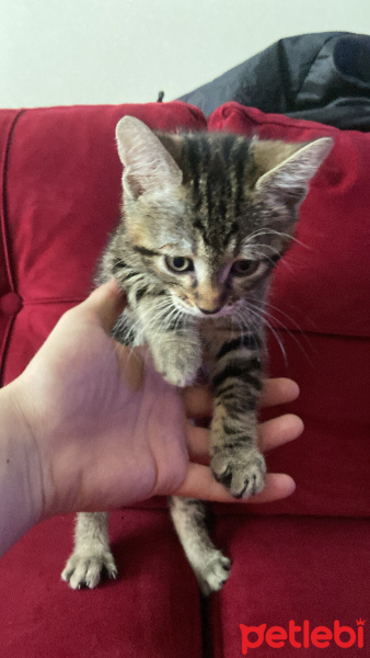 Tekir Kedi, Kedi  Pablo fotoğrafı