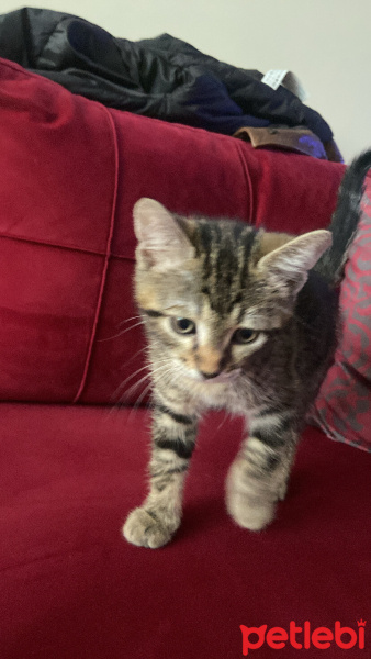Tekir Kedi, Kedi  Pablo fotoğrafı