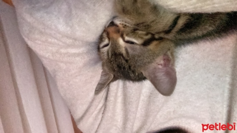 Tekir Kedi, Kedi  Pablo fotoğrafı