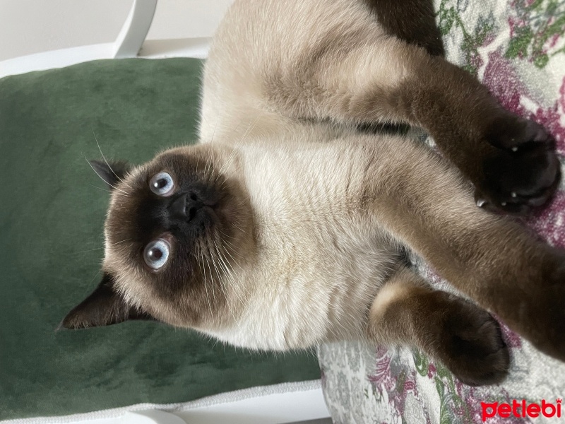 Siyam Kedisi, Kedi  Margos fotoğrafı