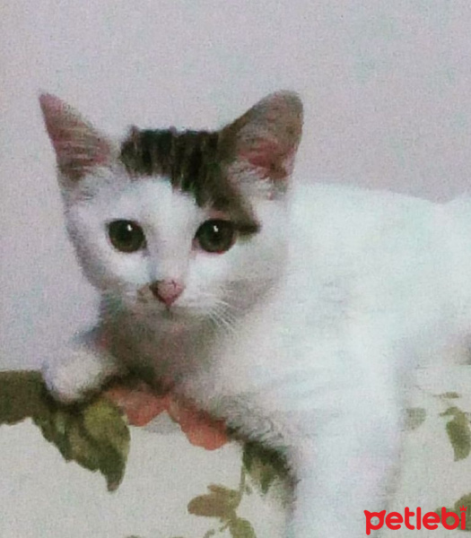 Tekir Kedi, Kedi  behlül fotoğrafı