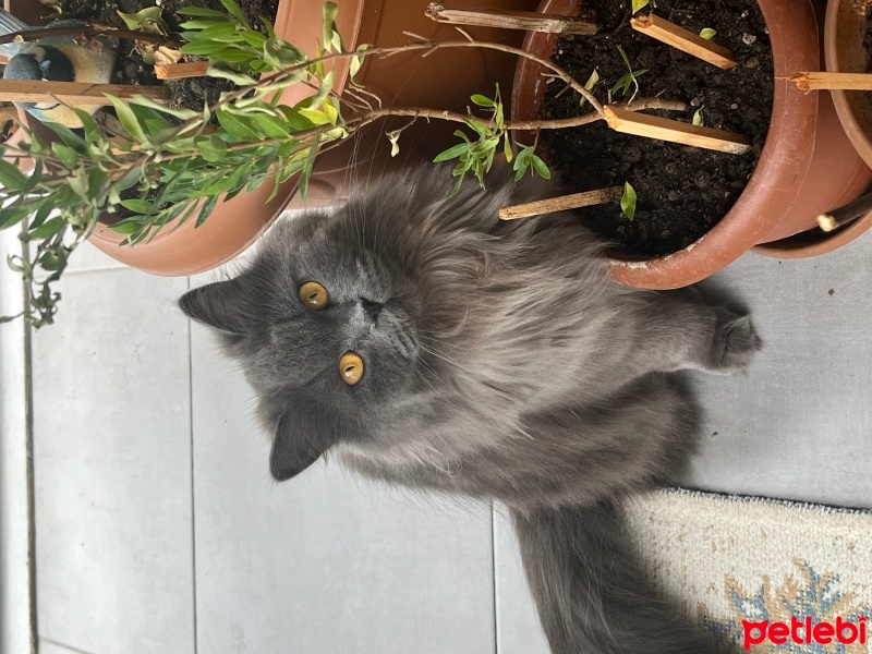 Tiffanie, Kedi  Duman fotoğrafı