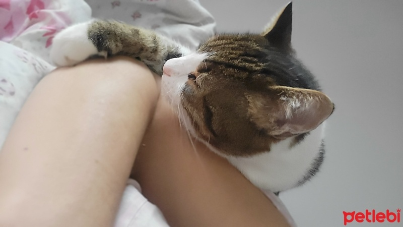 Tekir Kedi, Kedi  Simba fotoğrafı