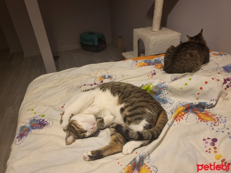 Tekir Kedi, Kedi  Simba fotoğrafı