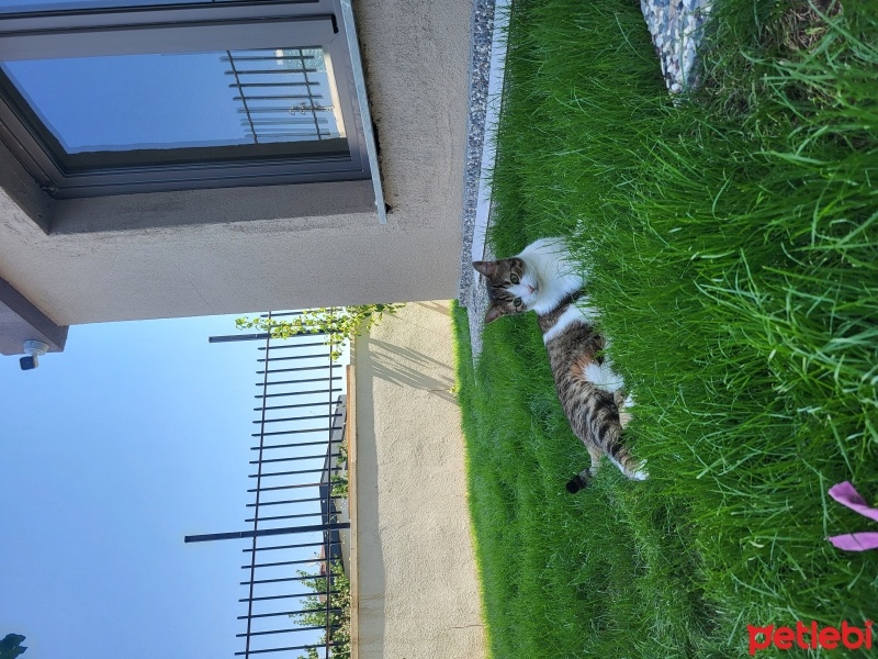 Tekir Kedi, Kedi  Simba fotoğrafı