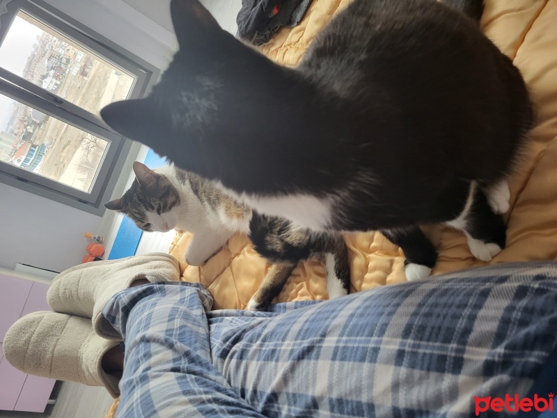 Tekir Kedi, Kedi  Betty fotoğrafı