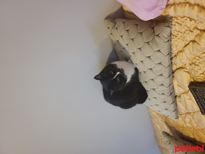 Tekir Kedi, Kedi  Betty fotoğrafı