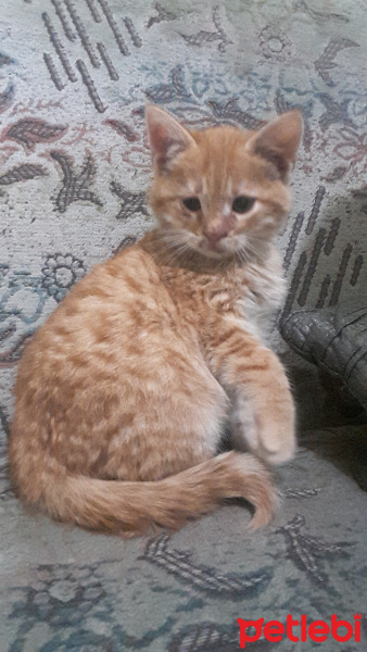 Tekir Kedi, Kedi  Âlya fotoğrafı