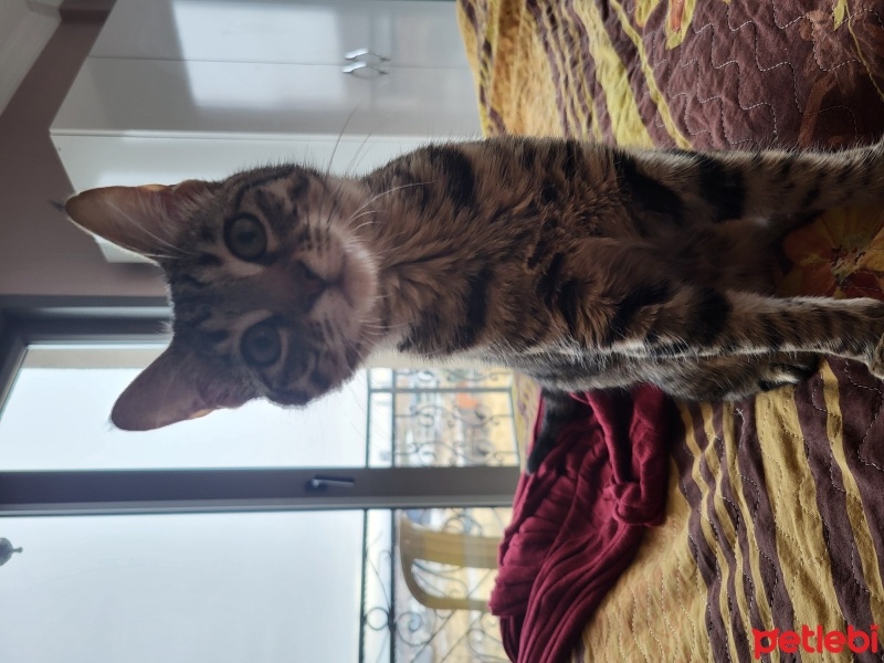 Tekir Kedi, Kedi  Elmas fotoğrafı
