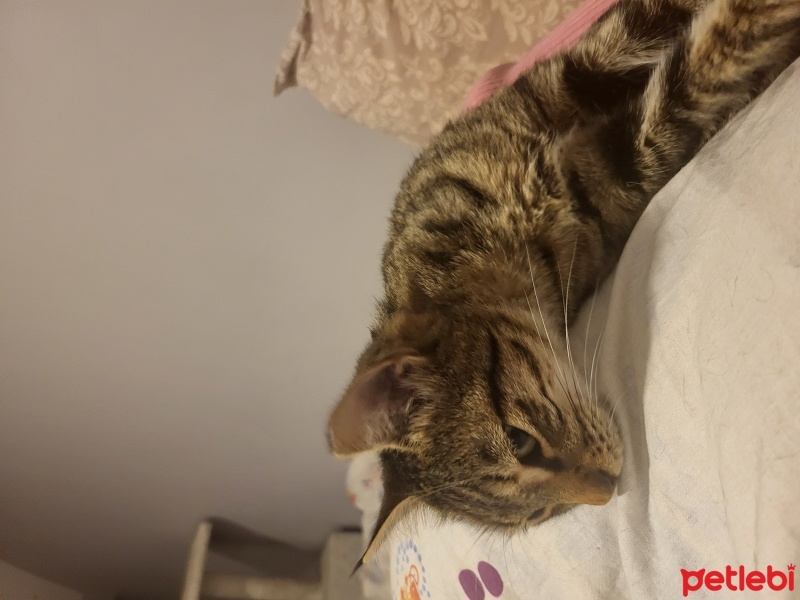 Tekir Kedi, Kedi  Elmas fotoğrafı
