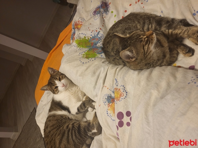 Tekir Kedi, Kedi  Elmas fotoğrafı