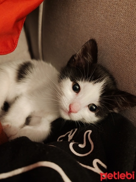 Tuxedo (Smokin) Kedi, Kedi  Köfte fotoğrafı