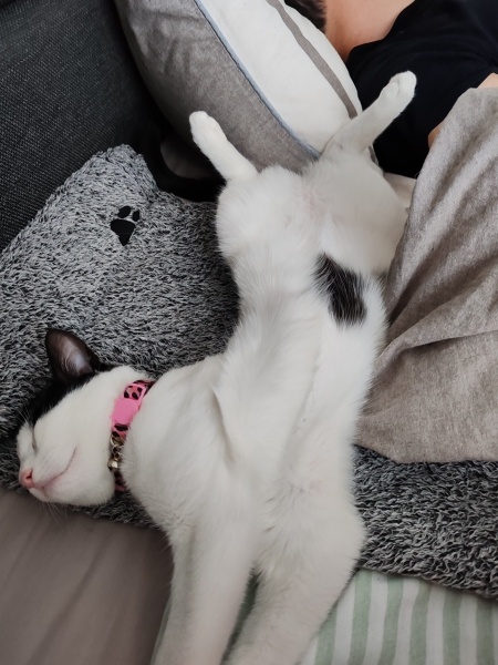 Tuxedo (Smokin) Kedi, Kedi  Köfte fotoğrafı