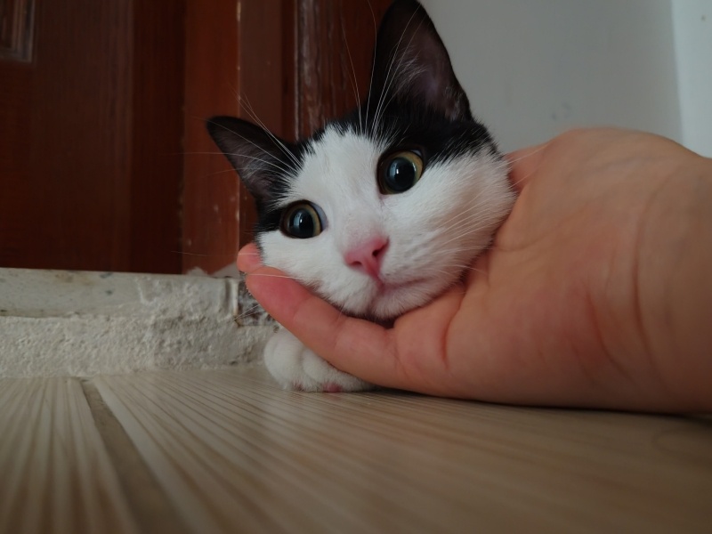 Tuxedo (Smokin) Kedi, Kedi  Köfte fotoğrafı