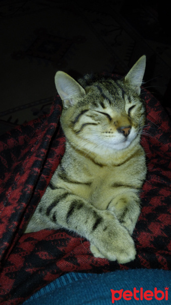 Tekir Kedi, Kedi  Pamuk fotoğrafı