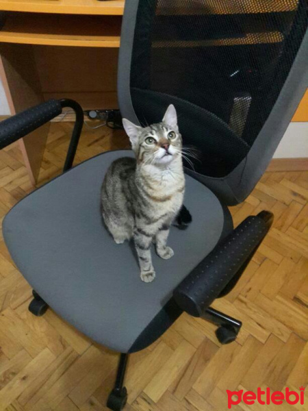 Tekir Kedi, Kedi  Pamuk fotoğrafı