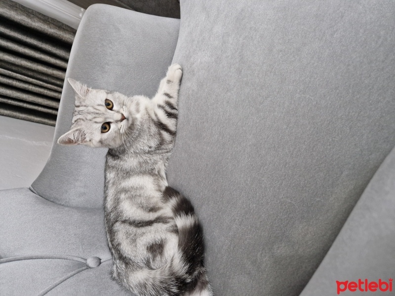 American Shorthair, Kedi  Maykıl fotoğrafı
