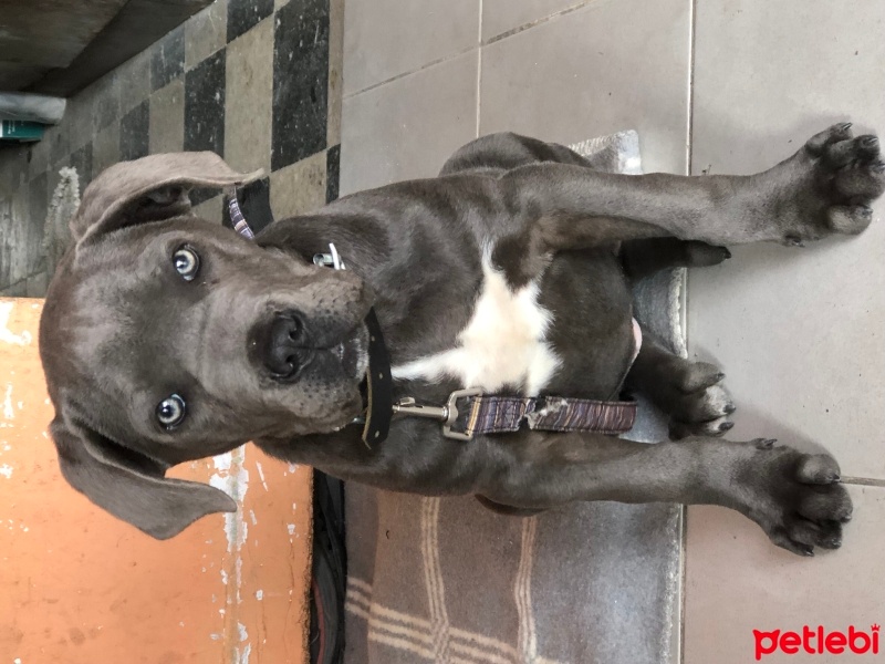 Cane Corso Italiano, Köpek  Reyna fotoğrafı